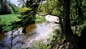12  River Tweed, Neidpath to Peebles June 2007